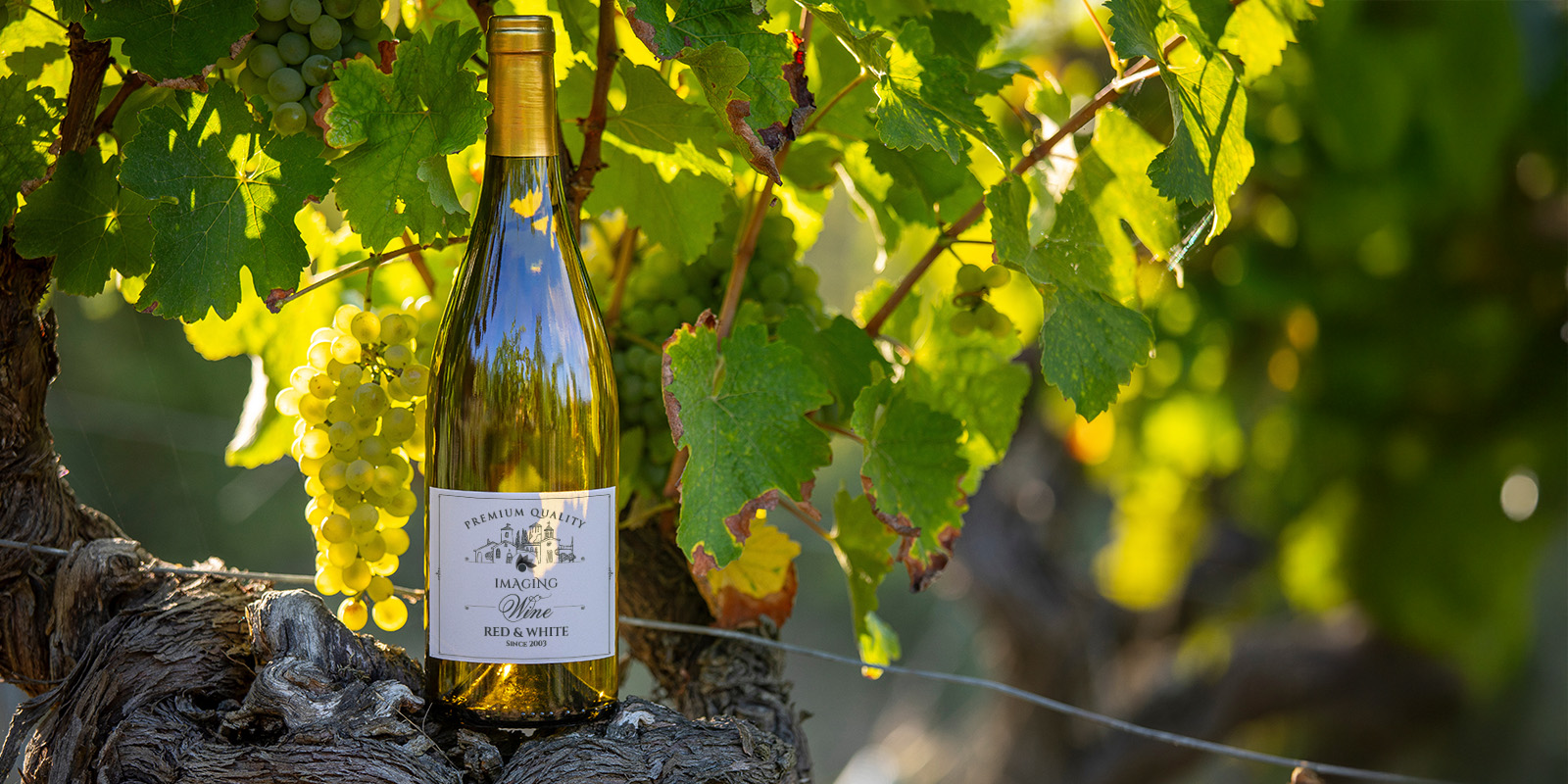etichette vinicole